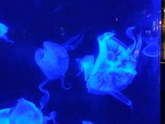 -泉城欧乐堡海洋极地世界