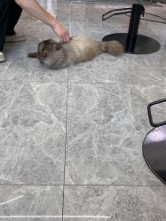 -米娜造型