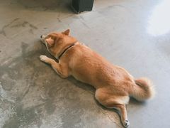 -百好乐宠物友好餐厅(朝外大街店)