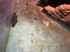 -绿色星球动物主题公园