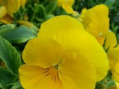 android_upload_pic-北京市海淀外国语实验学校