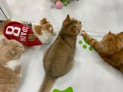 -糯米喵星人·撸猫猫舍咖啡馆(西市场嘉华店)