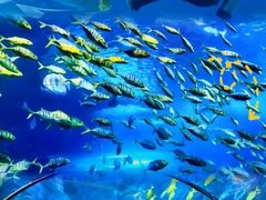 -太平洋海底世界