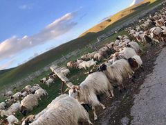 -青海湖国家重点风景名胜区