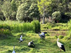 -普洱太阳河森林公园