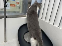 -纳吉亚猫专科动物诊疗中心(蒋宅口分院)