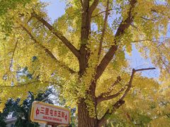 -三里屯东五街银杏大道
