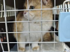 -宠福鑫动物医院(城北分院)