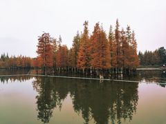 -白鹭湾湿地公园