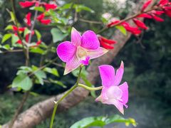 -广州兰圃