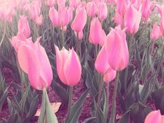 iphone_upload_pic-上海鲜花港