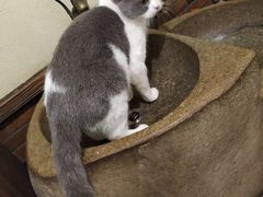 -more than meow吴止猫主题餐厅(承德 中船汇店)