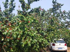 -樱桃山旅游景区