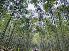 -大奇山国家森林公园