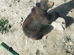 -新疆天山野生动物园