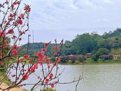 -南国桃园旅游度假区