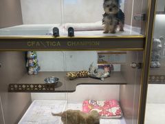 -翊宠yipet猫狗购宠庄园犬舍•猫舍