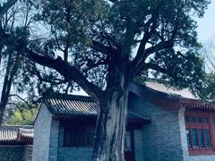 -黄帝陵