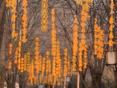-洛阳市隋唐城遗址植物园