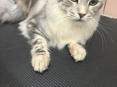 -FAELING PETS美天灵宠物(富力广场店)