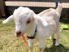 -前小桔亲子创意农场·草莓采摘·露营烧烤