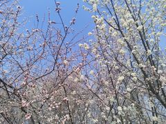 -桃花堤公园
