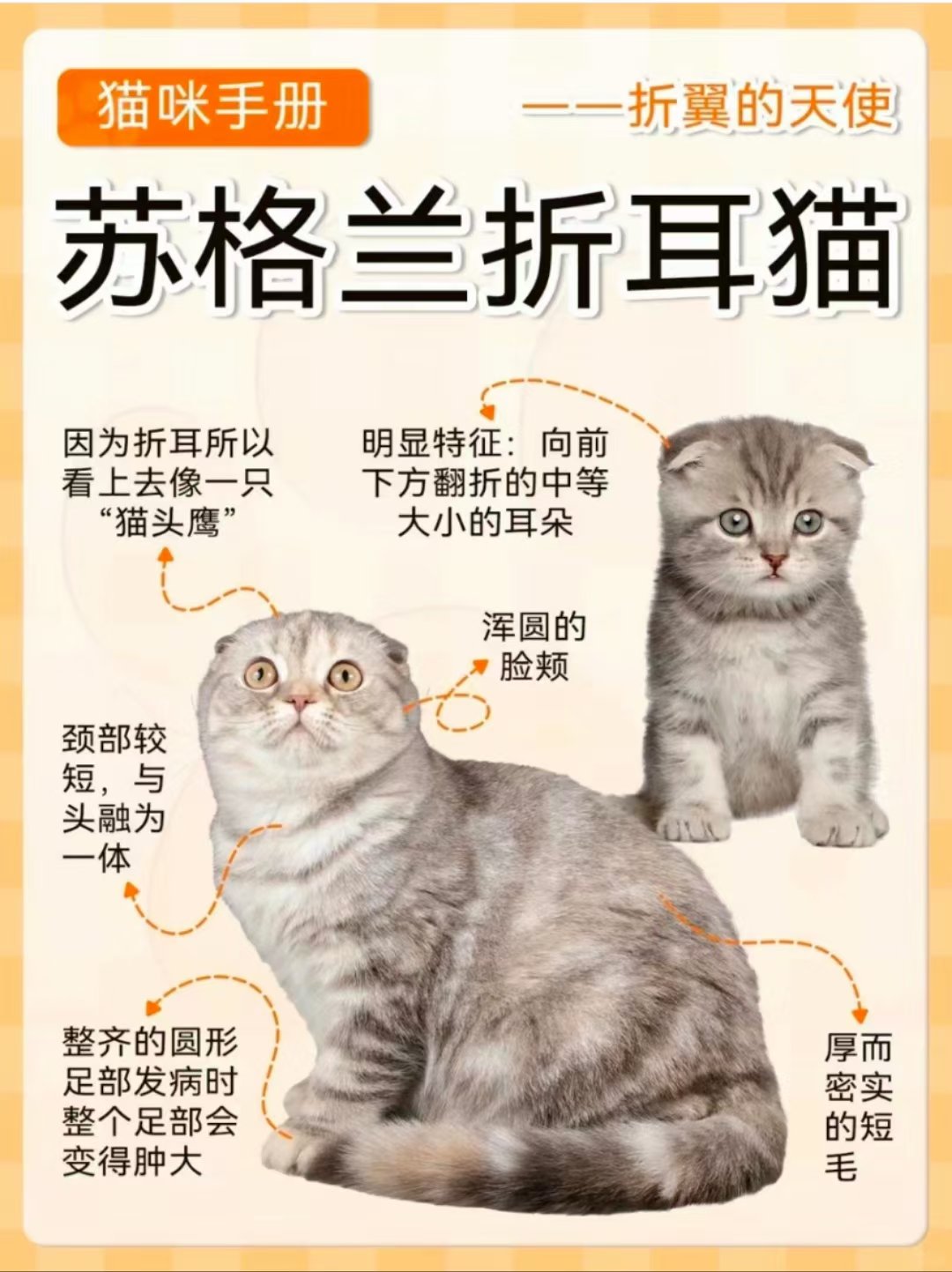 折耳猫品种介绍与图解图片