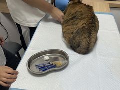 -邢大夫动物医院