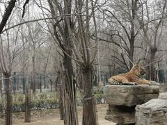 -秦皇岛野生动物园