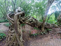 -中国科学院西双版纳热带植物园