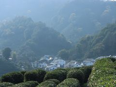-龙井村