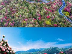-贵州百里杜鹃风景名胜区