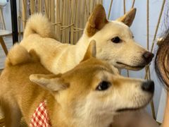 -柴迷FANS CLUB·柴犬狗咖·猫咖