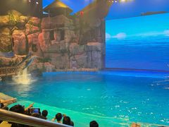 -芜湖新华联大白鲸海洋公园