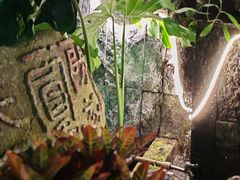 -山色柴火烤披萨·原切牛扒