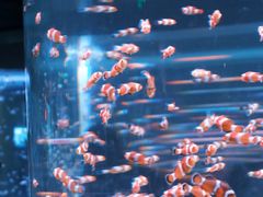 -海合安成都极地海洋公园