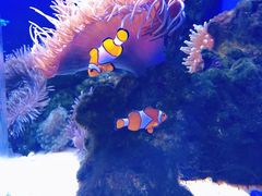 -芜湖新华联大白鲸海洋公园