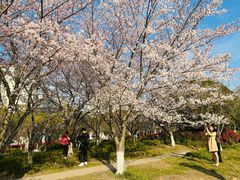 -高东镇樱花园