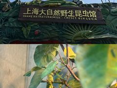 -上海大自然野生昆虫馆(东方明珠·爬宠昆虫探索中心)
