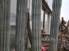 -龙大花卉苗木市场