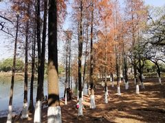 -番禺大夫山森林公园