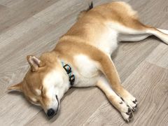 -柴迷FANS CLUB·柴犬狗咖·猫咖