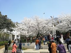 -武汉大学-樱园