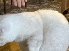 -猫猫幼稚园·撸猫·桌游·电玩