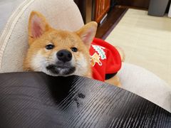 -逗柴咖啡屋·狗咖猫咖宠物桌游
