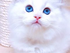 -十年猫舍·猫咪专门店(普陀店)