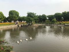 -鹅湖玫瑰文化园