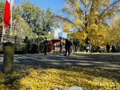 -三里屯东五街银杏大道