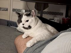 -瑞鹏宠物医院·骨科·猫科·内科(第一中心)