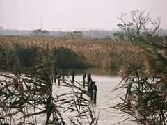 -盐城丹顶鹤湿地生态旅游区